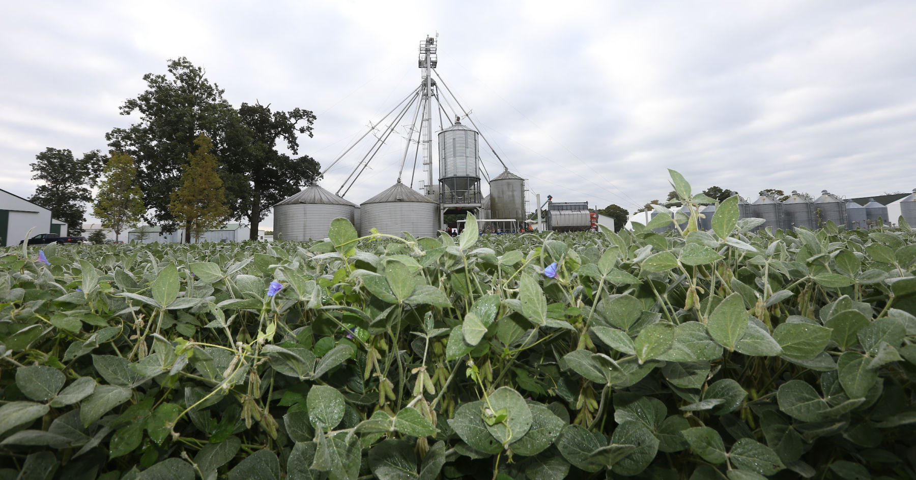 soybean field with bins