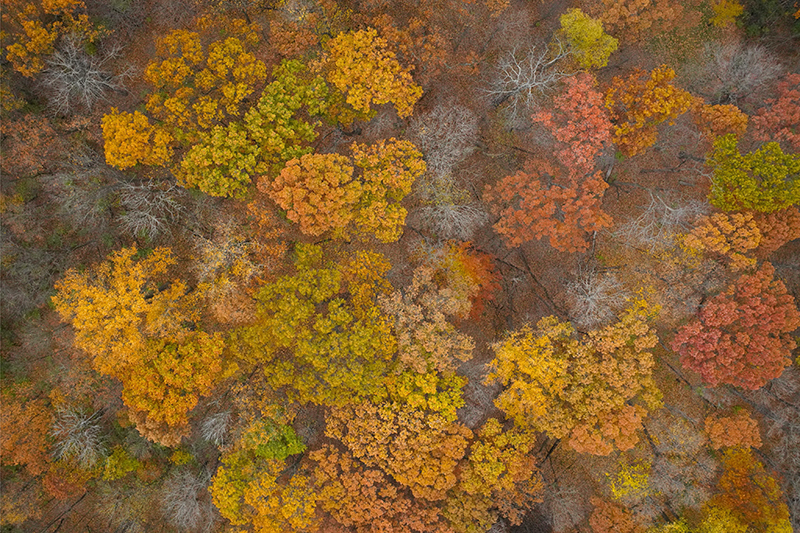 Aerial image of forest with fall foliage