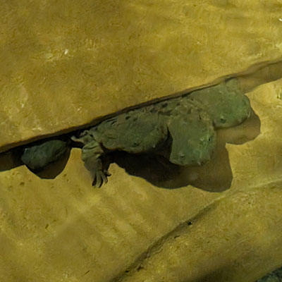 Eastern hellbender salamanders