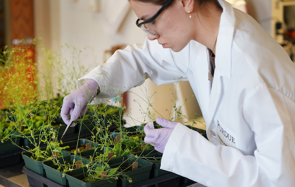 woman in lab with plants