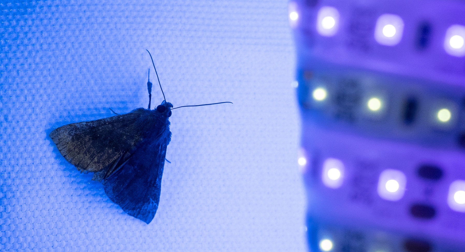 Insects under black light