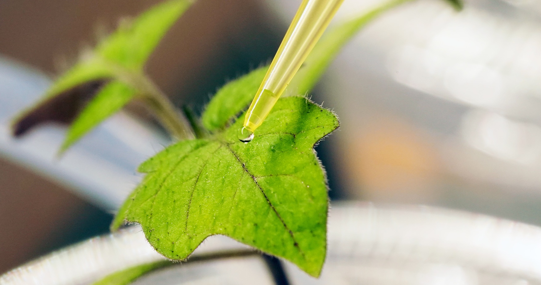 Leaf with a dropper adding liquid.
