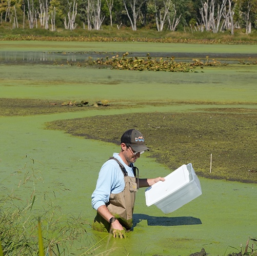 Student in pond with green scum doing research