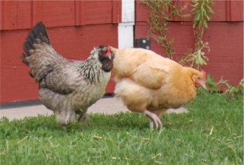 chickens-347x235.png