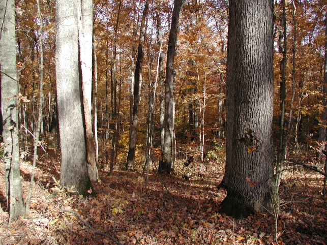 Figure 2. Forest with colors from the Fall