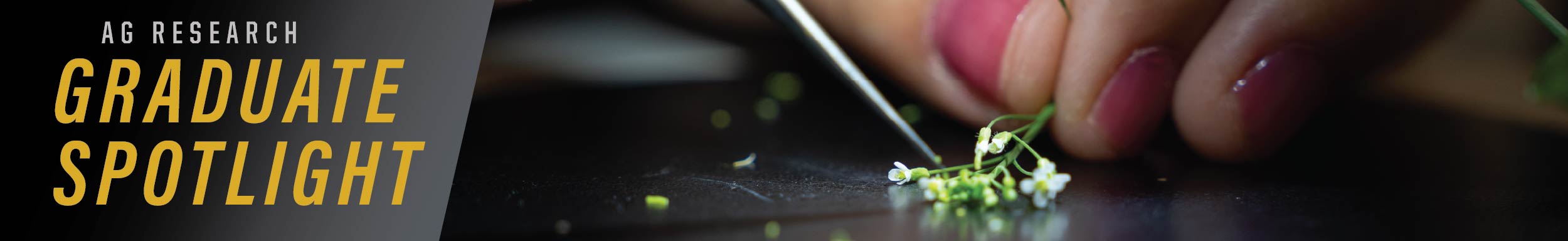 closeup of plant matter