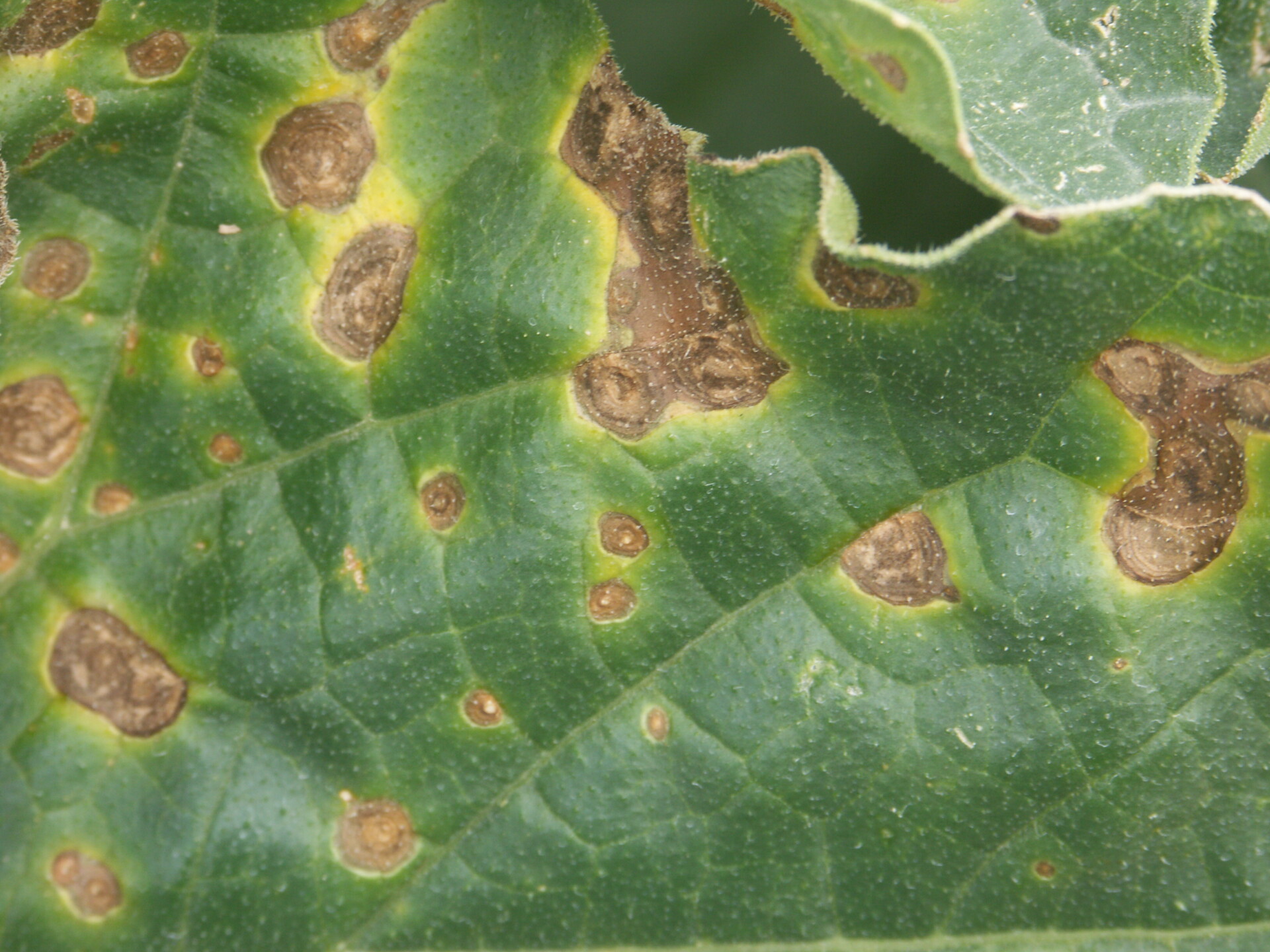Figure 3. Alternaria Leaf Blight disease 