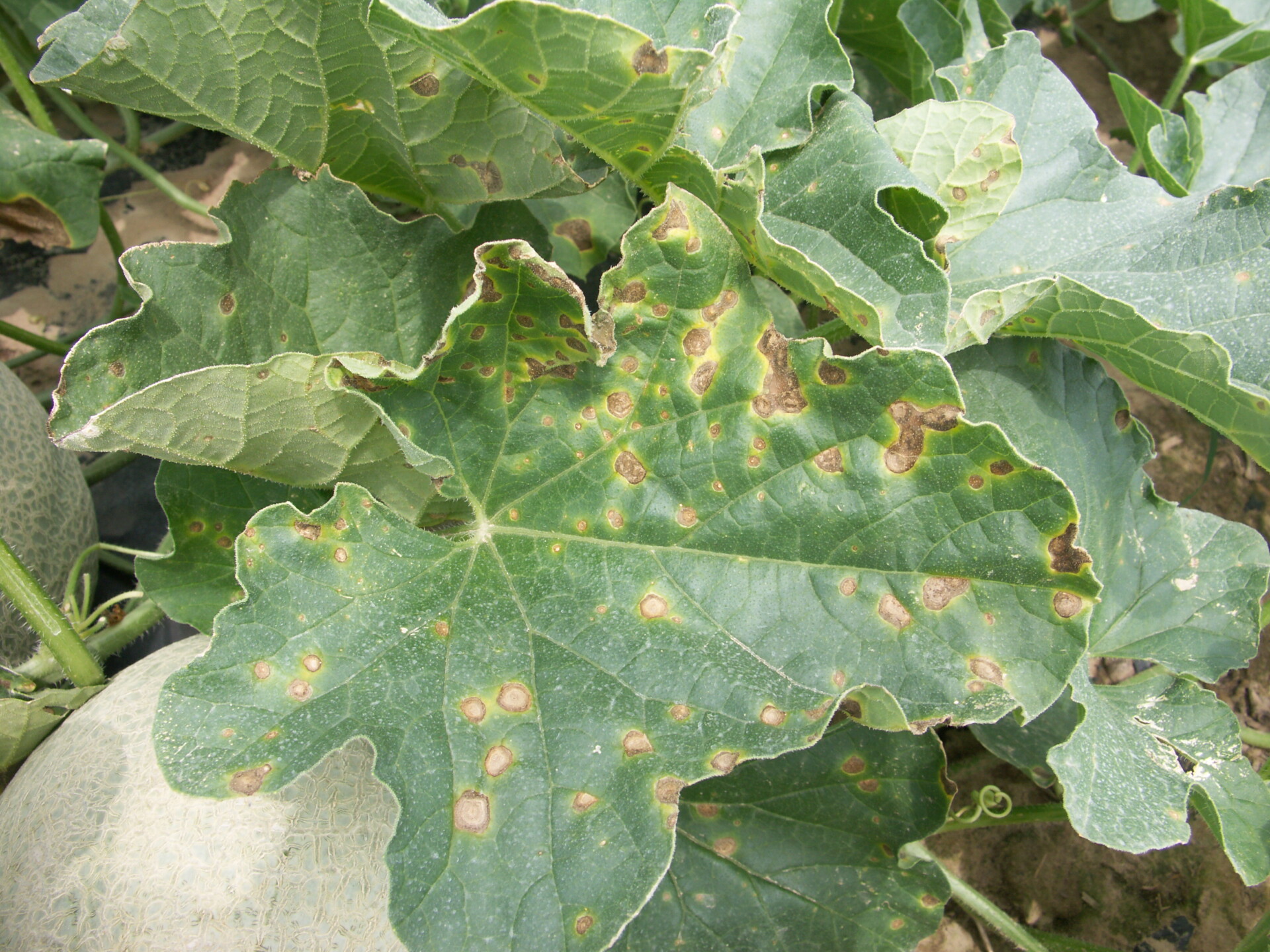 Figure 4. Alternaria Leaf Blight disease 
