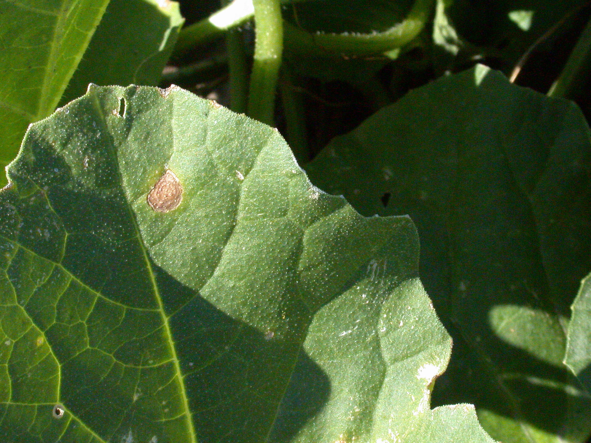 Figure 5. Alternaria Leaf Blight disease 