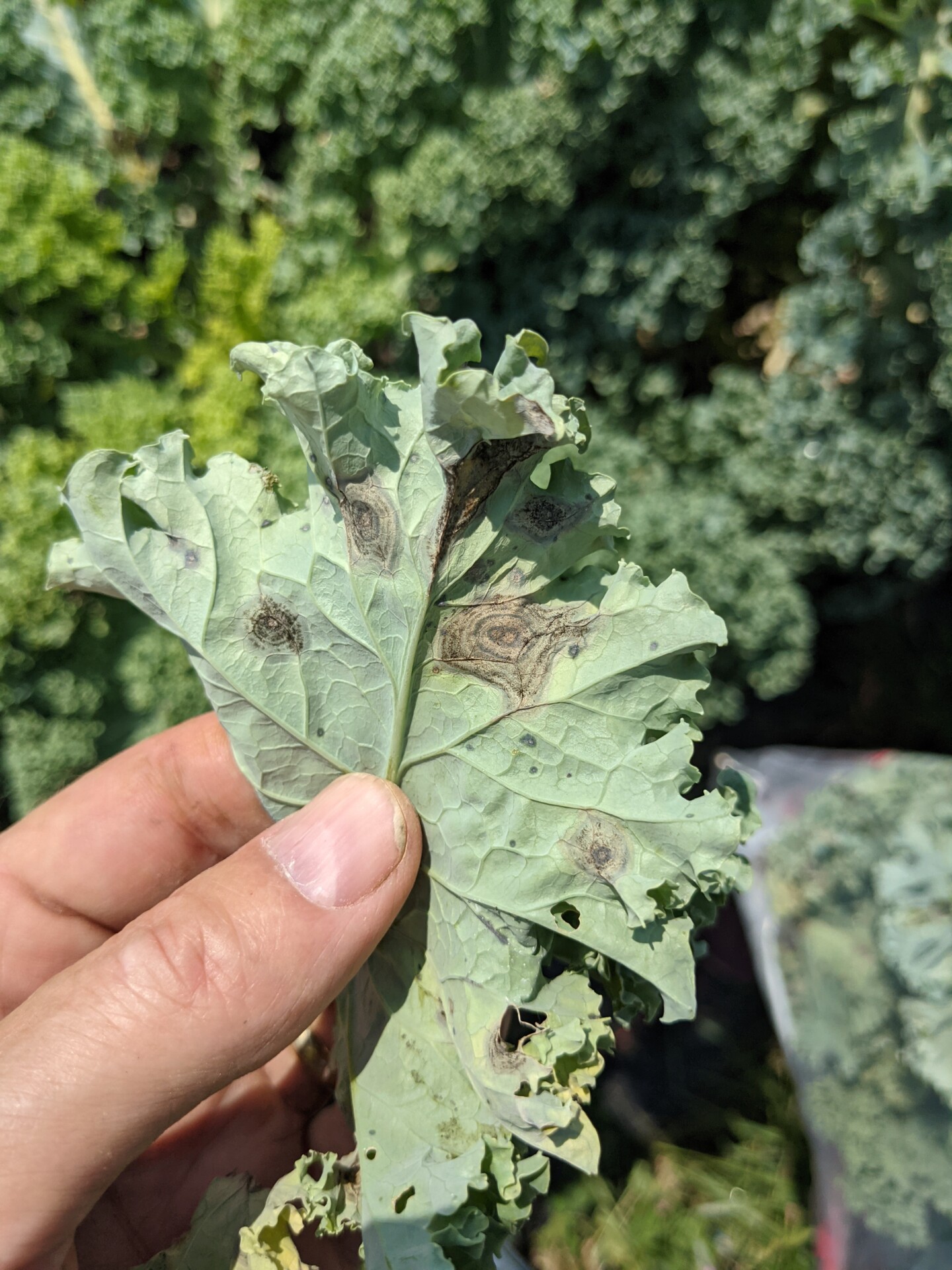 Figure 5. Alternaria leaf spot on kale.