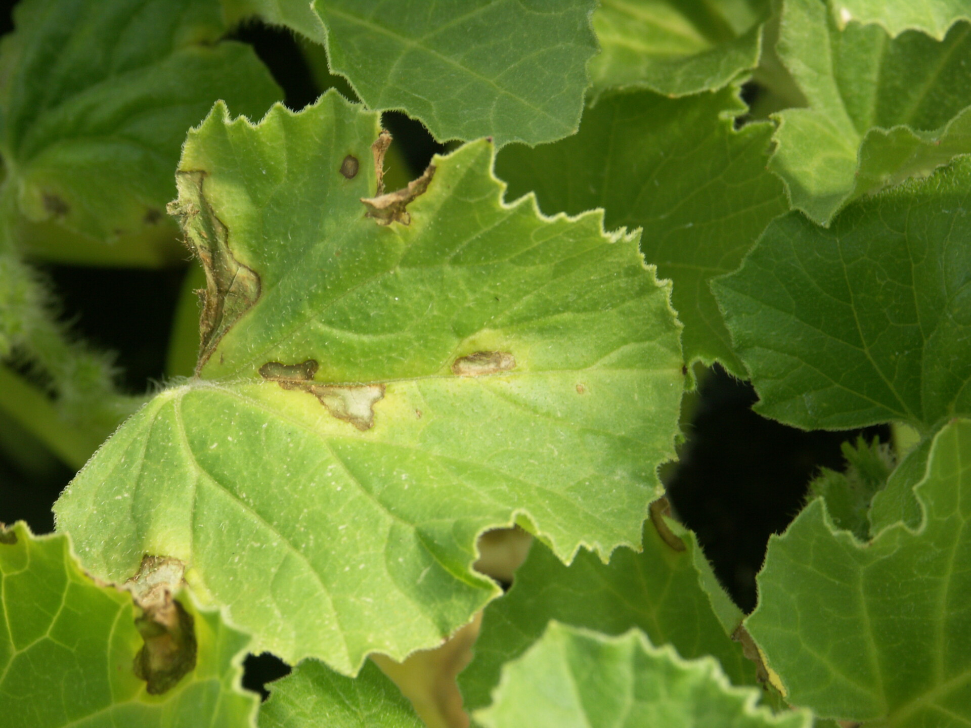 Figure 3.  Angular leaf spot of cantaloupe.