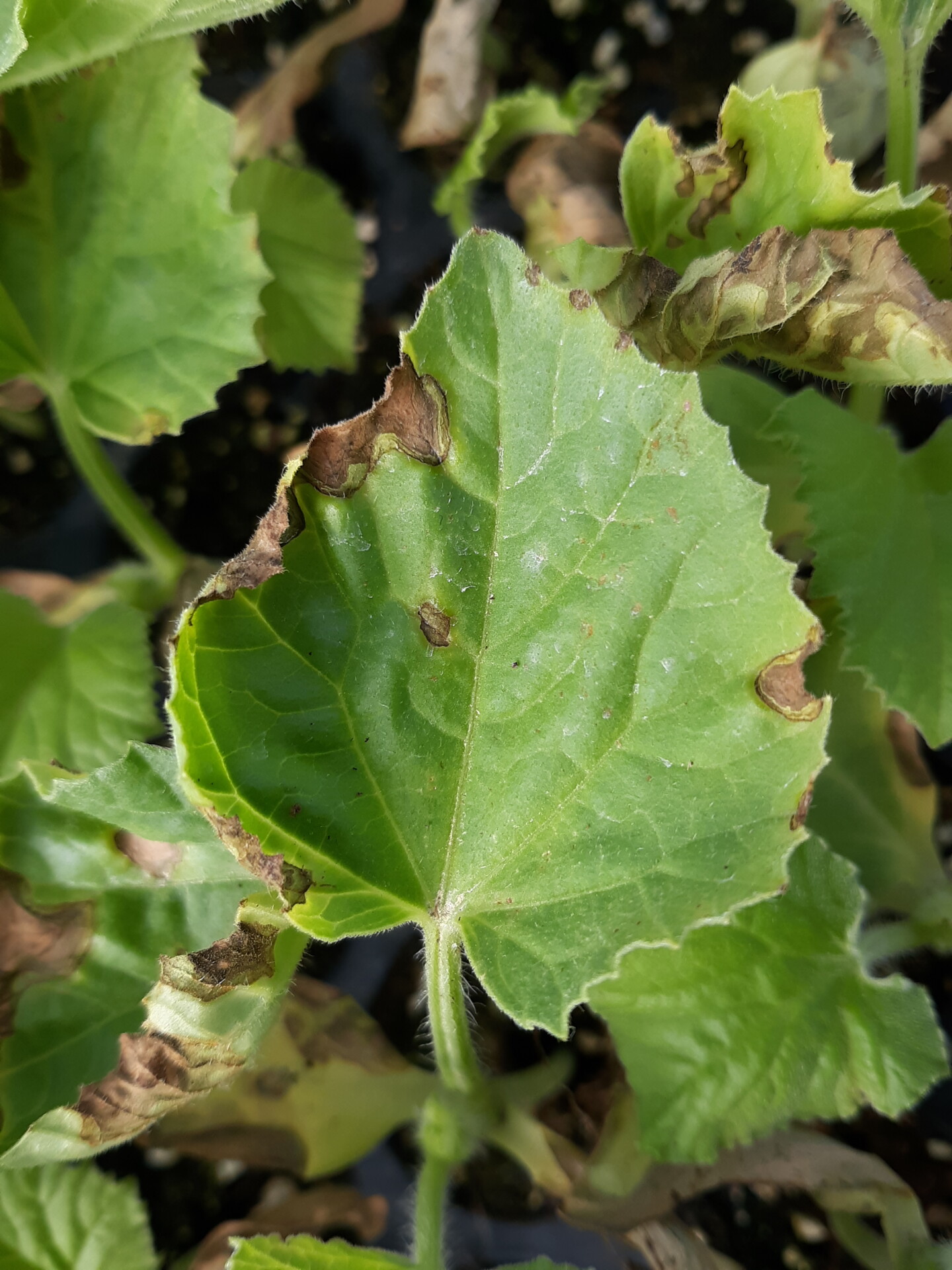 Figure 5.  Angular leaf spot of cantaloupe