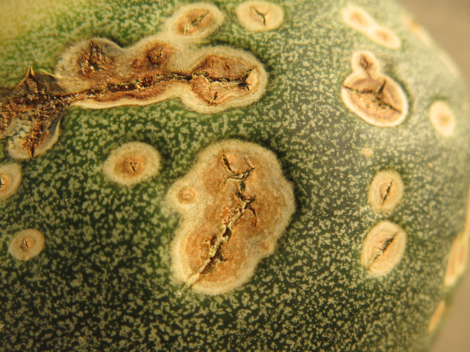 Figure 3. Advanced lesions of anthracnose on cantaloupe fruit. Note cracked appearance.
