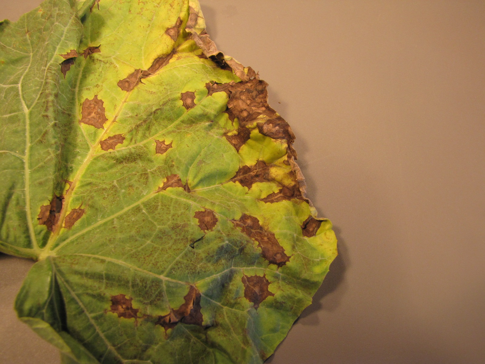 Figure 1. Lesions of anthracnose on bottle gourd. Note the jagged appearance of lesions.