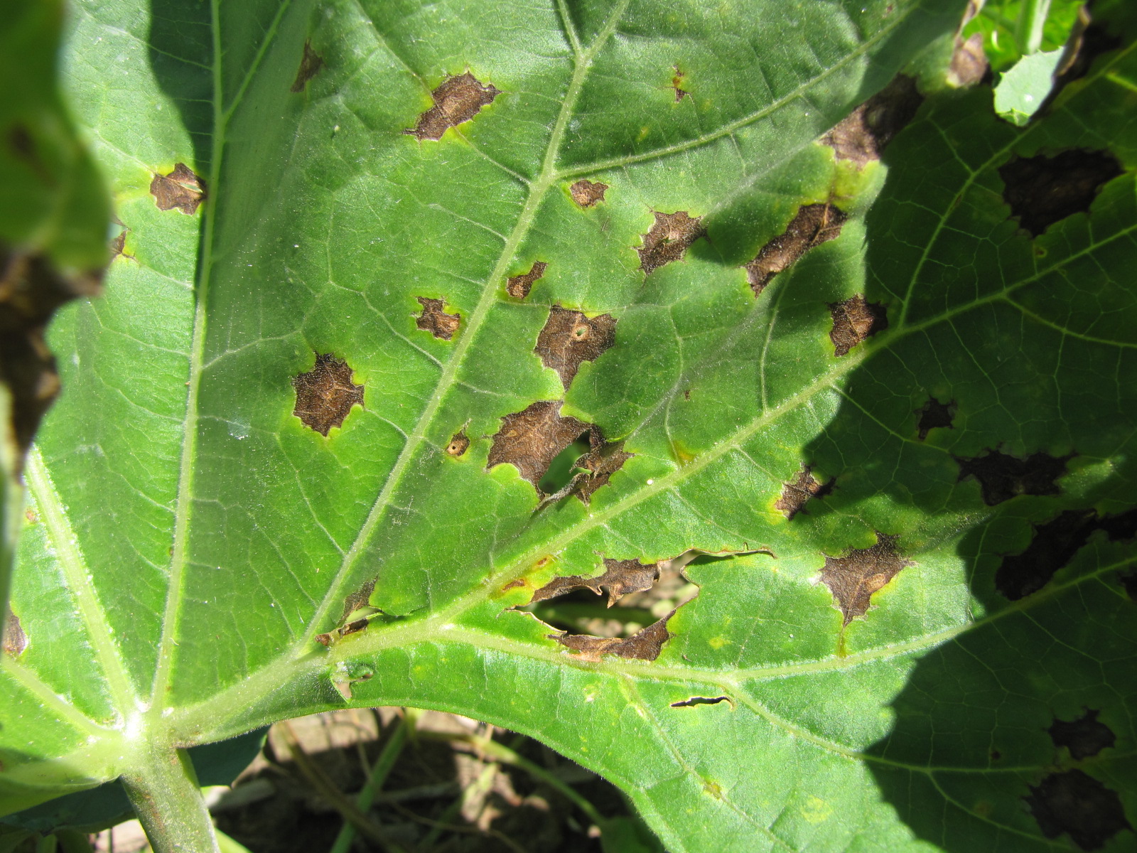 Figure 2. Anthracnose of bottle gourd. Note jagged margins of lesions, shot-hole appearance of one lesion and slight chlorosis of lesions.
