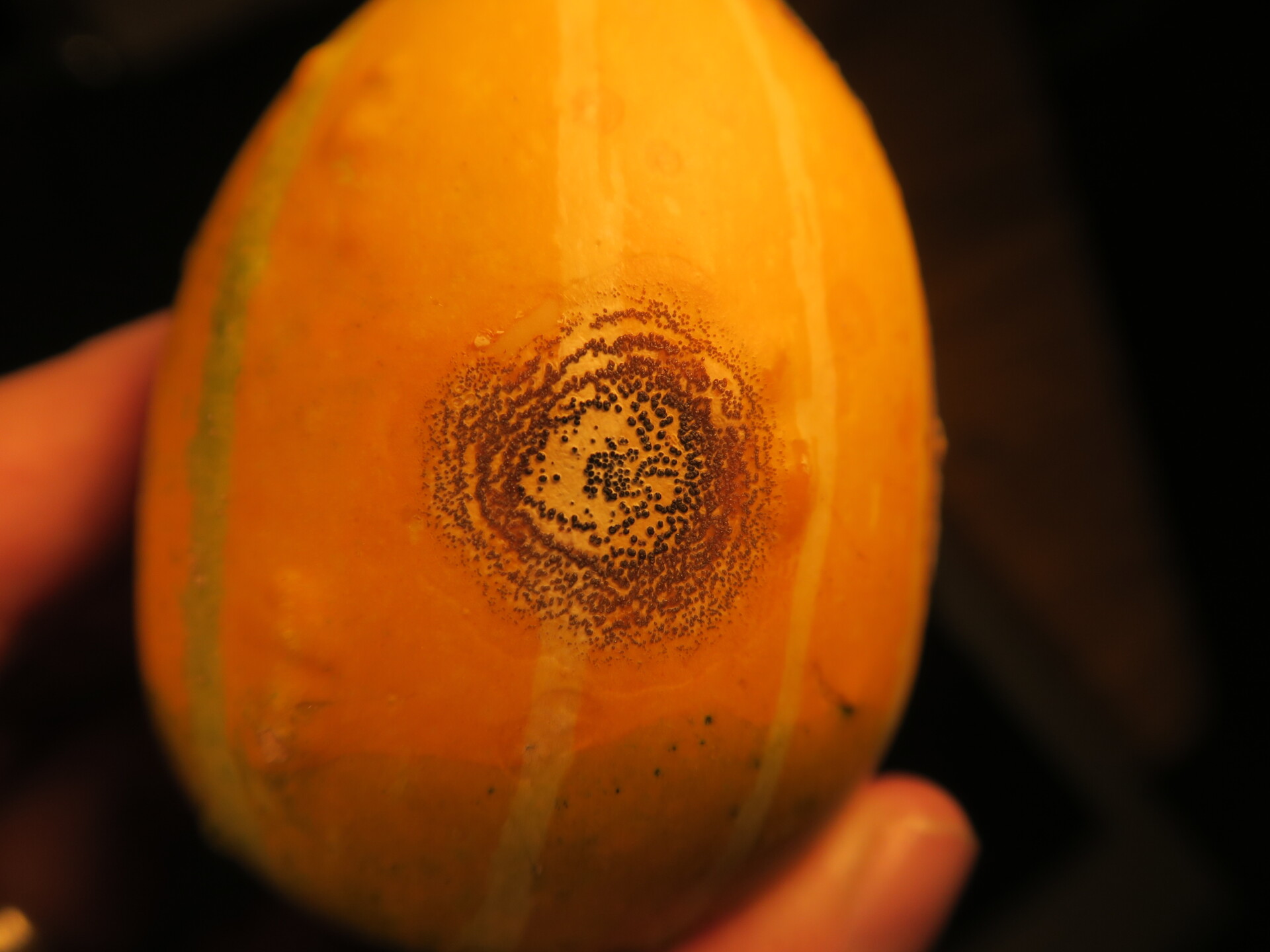 Figure 3. Anthracnose lesion on gourd fruit. Note ring of black fungal structures known as stromata.