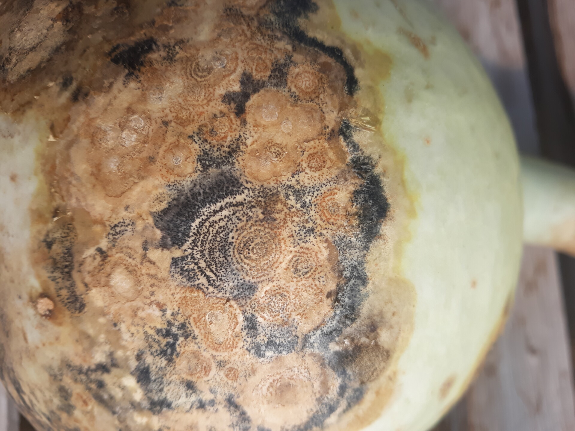 Figure 4. Lesions of anthracnose on bottle gourd.