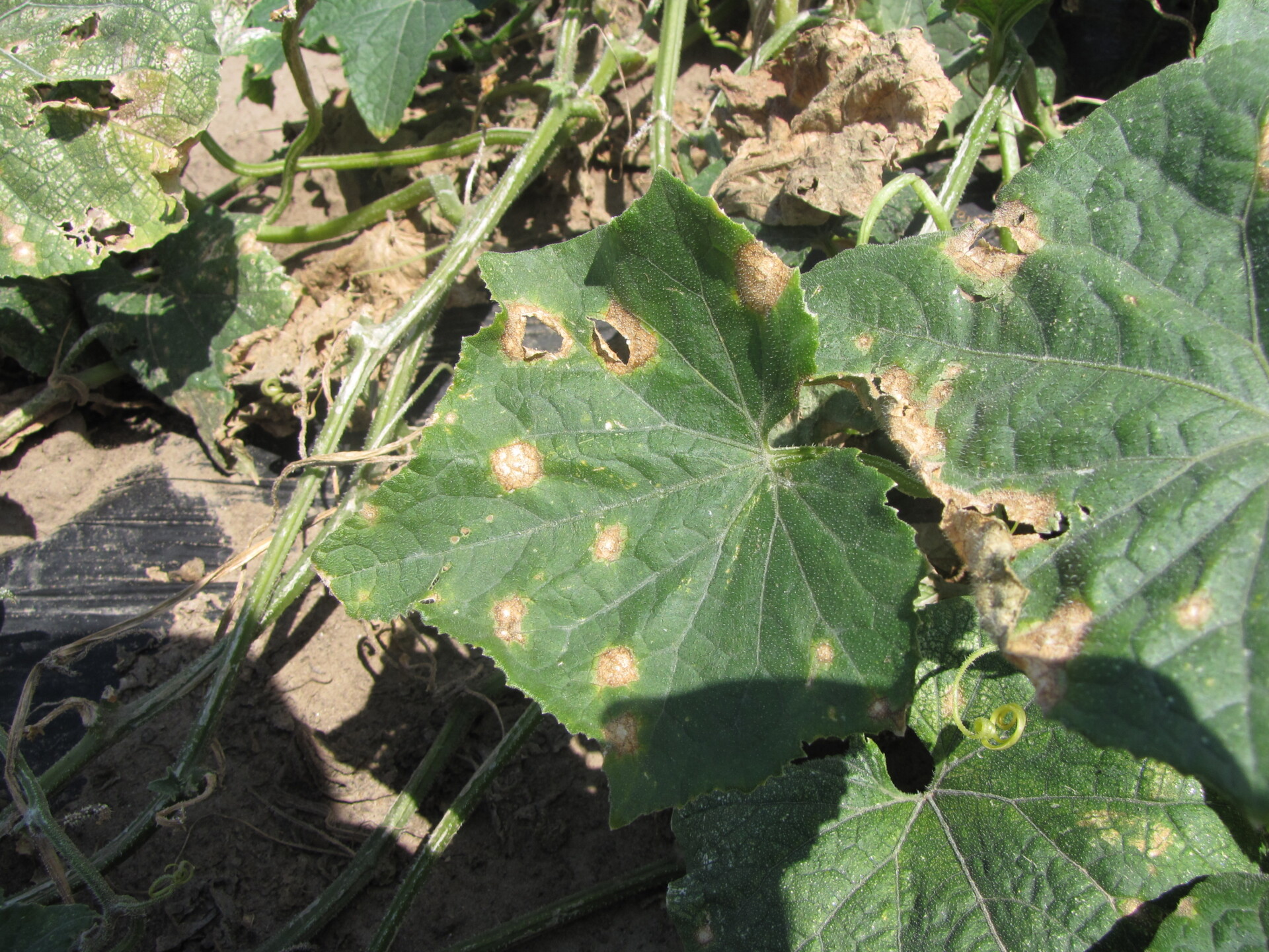 Anthracnose lesions on cucumber leaves.