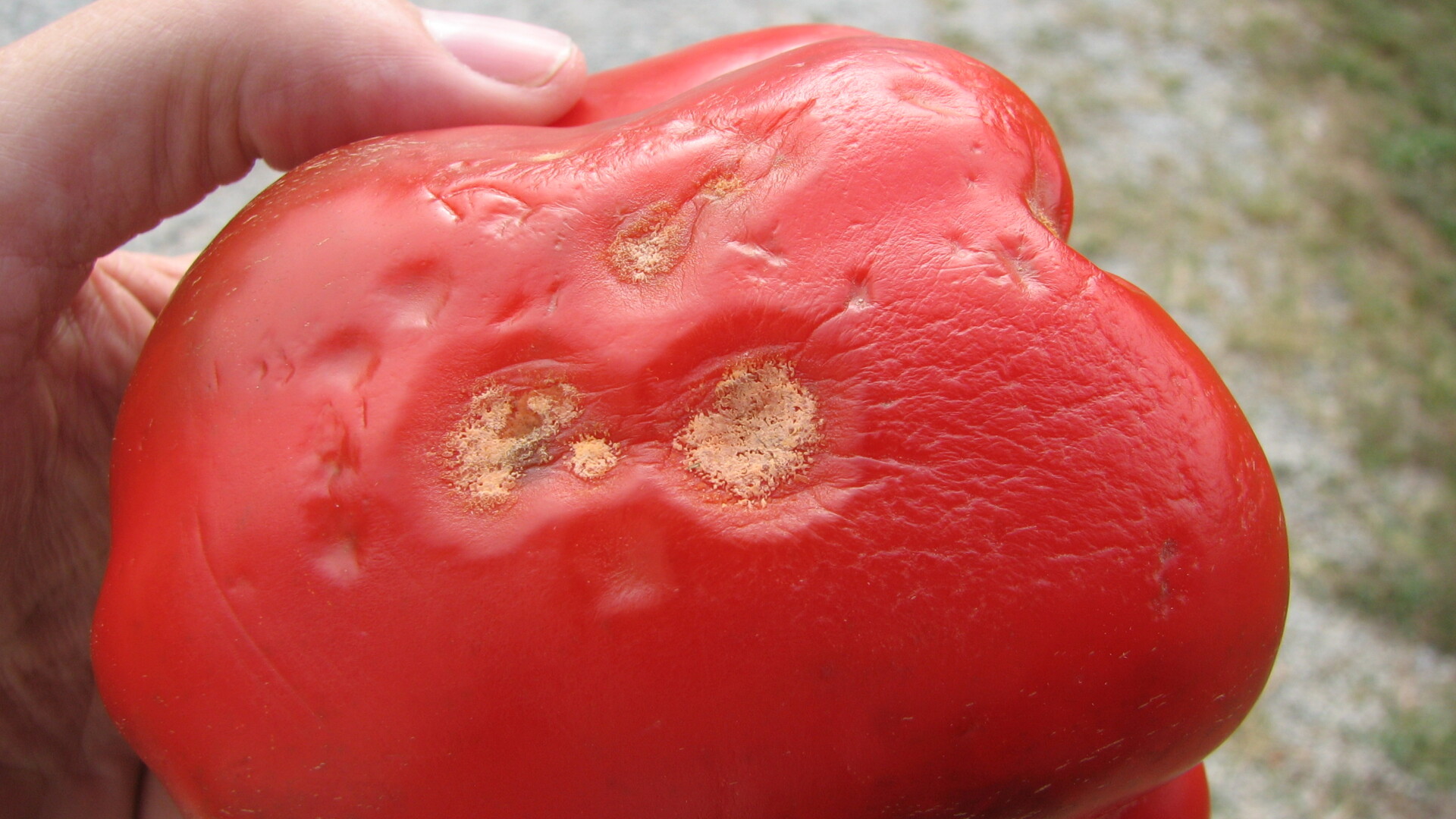 Figure 4. Anthracnose on pepper fruit.