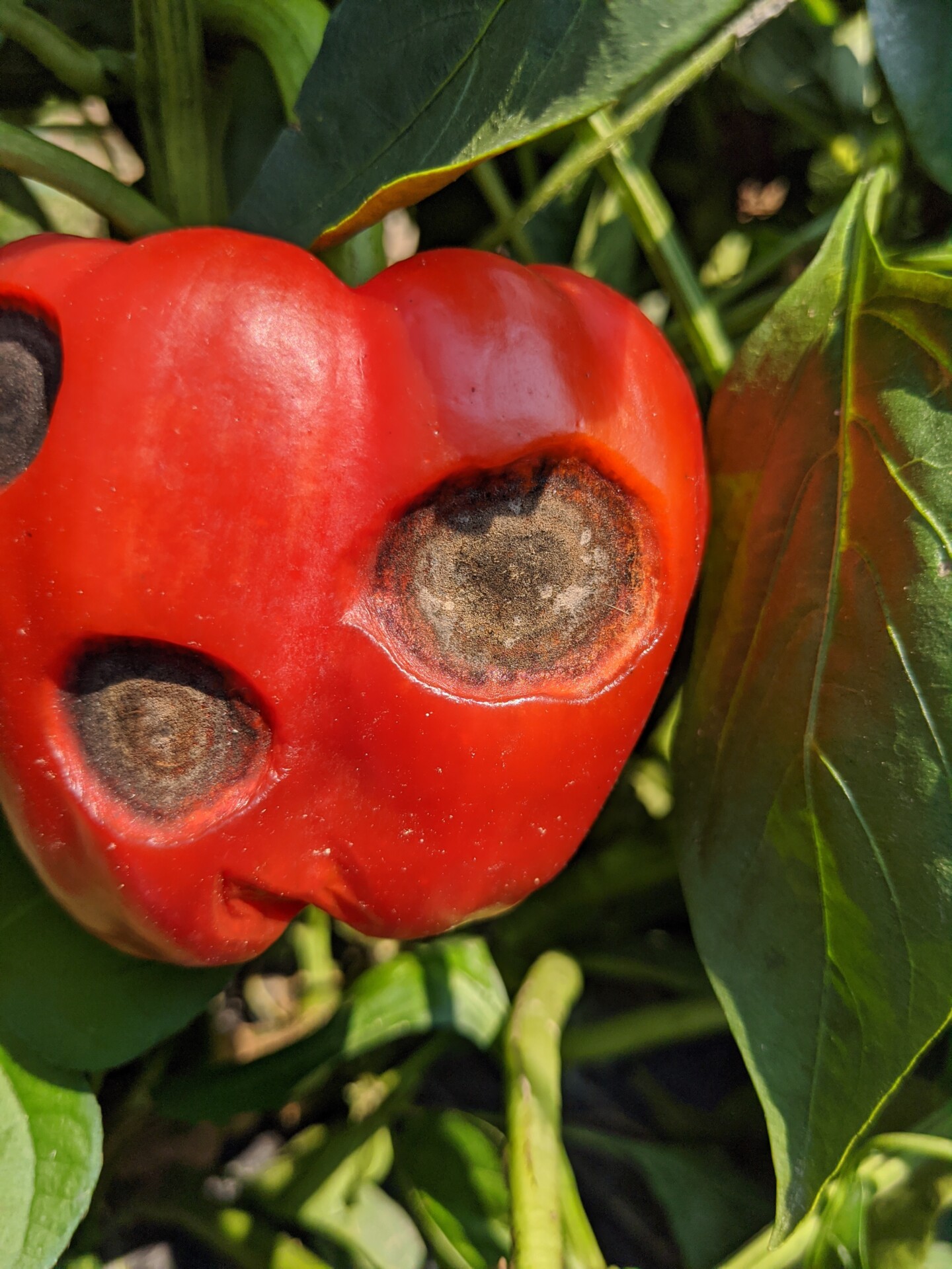 Figure 8. Anthracnose of pepper fruit.