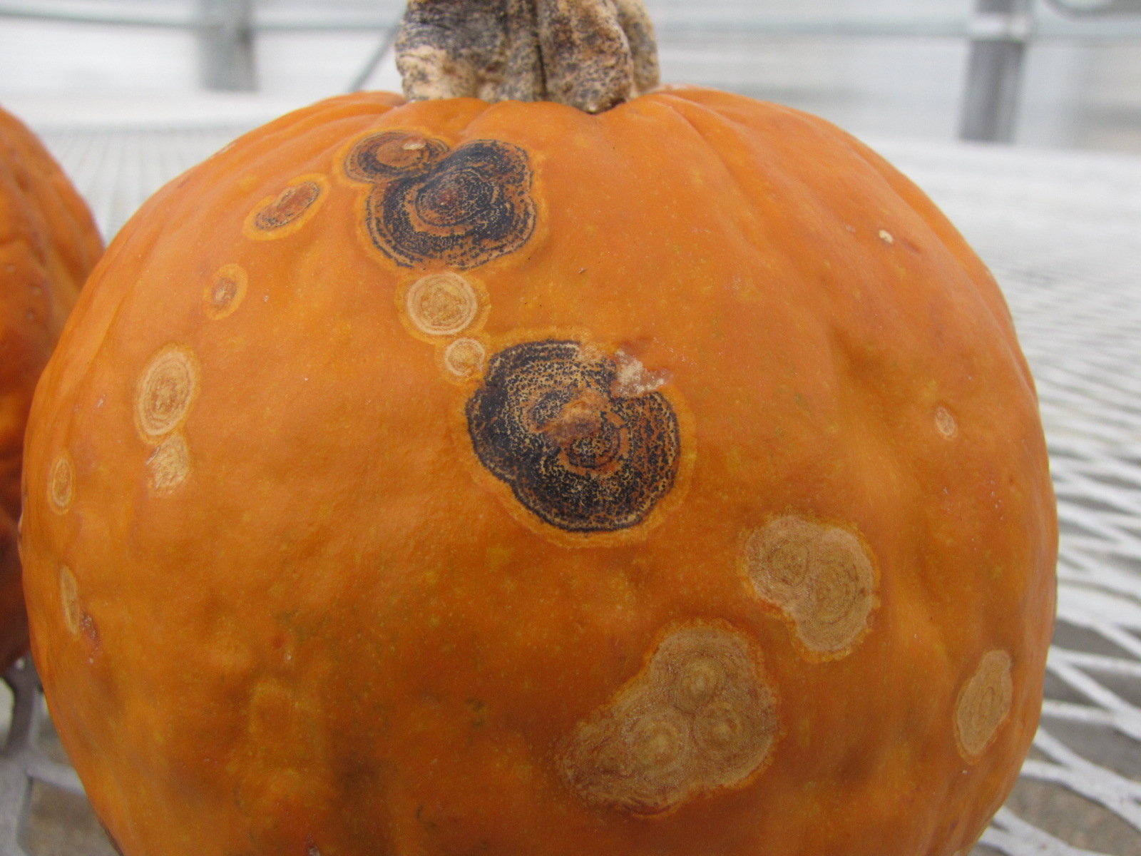 Figure 1. Lesions of anthracnose on pumpkin fruit often consist of round, dark rings on the fruit surface. 