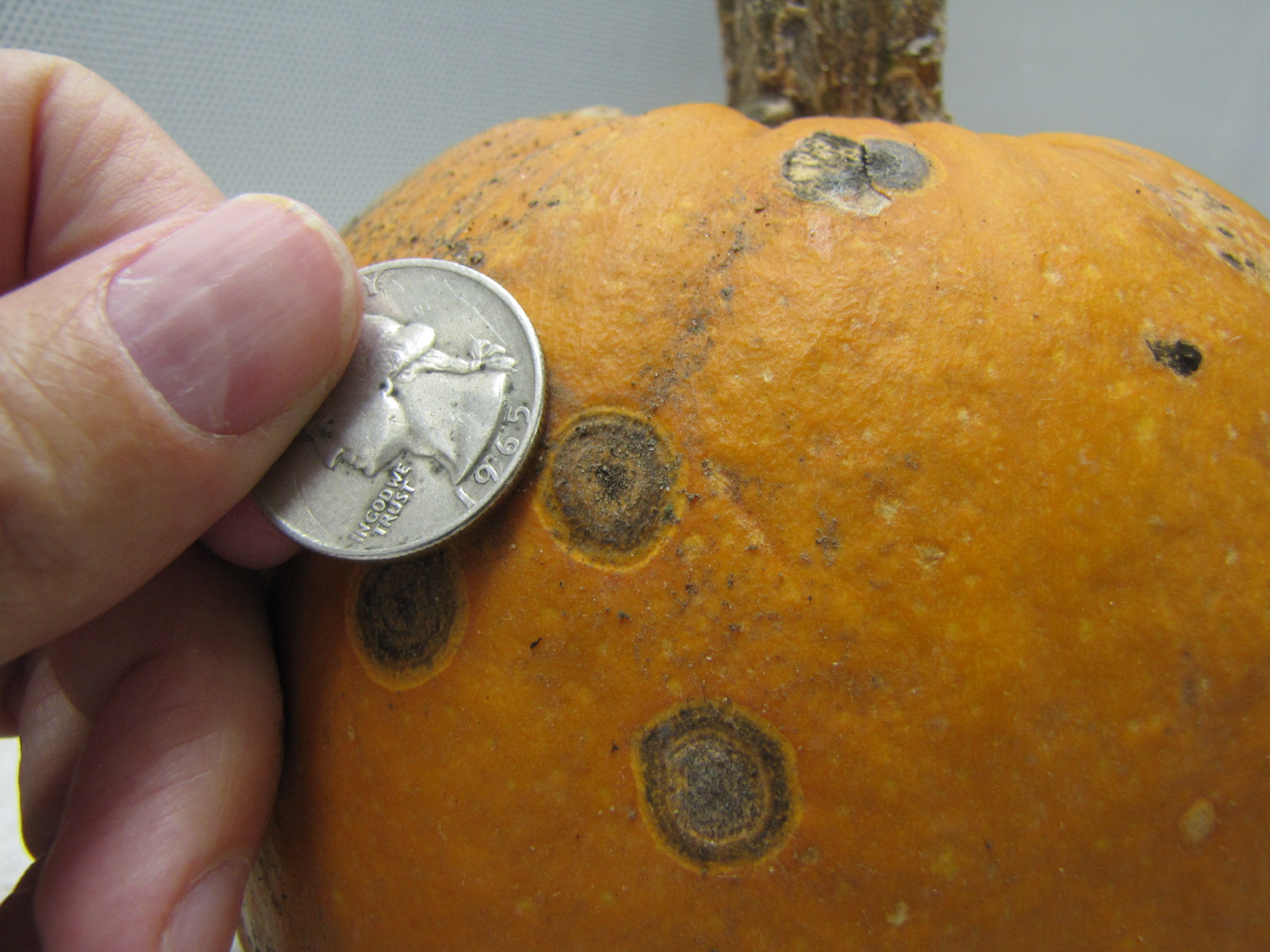 Figure 2. Anthracnose lesion on pumpkin in comparison to a quarter.