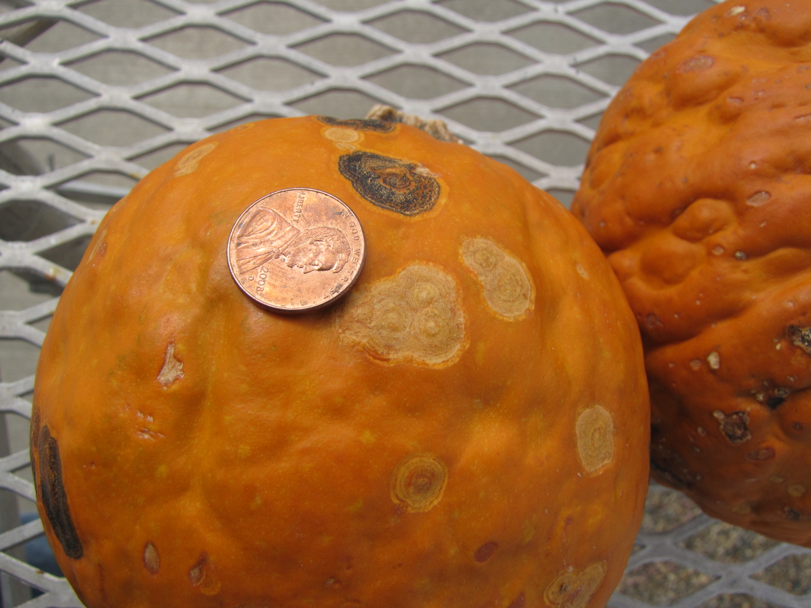 Figure 3. Anthracnose lesions of differing ages on pumpkin.