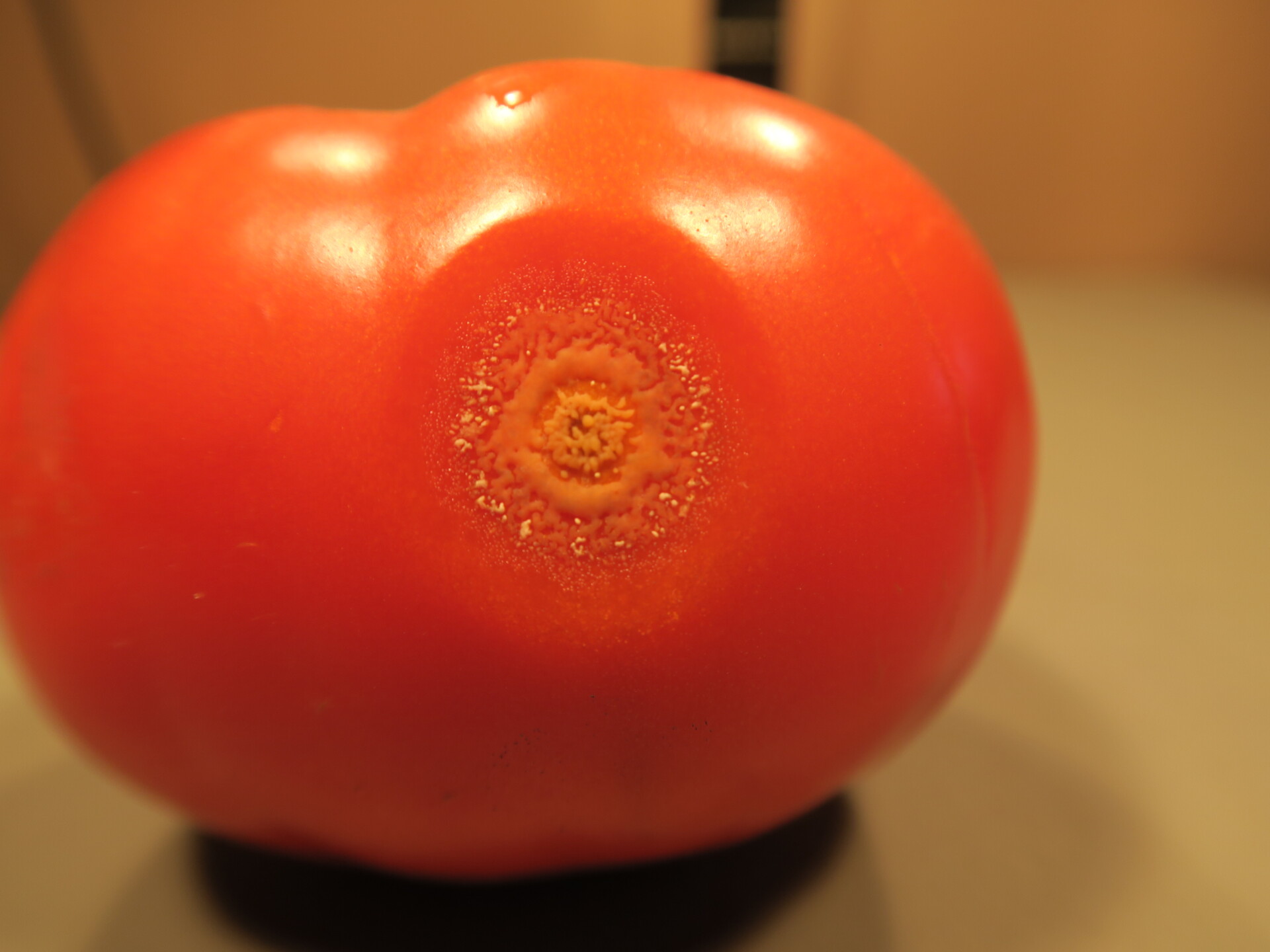Figure 1. Anthracnose of tomato. 