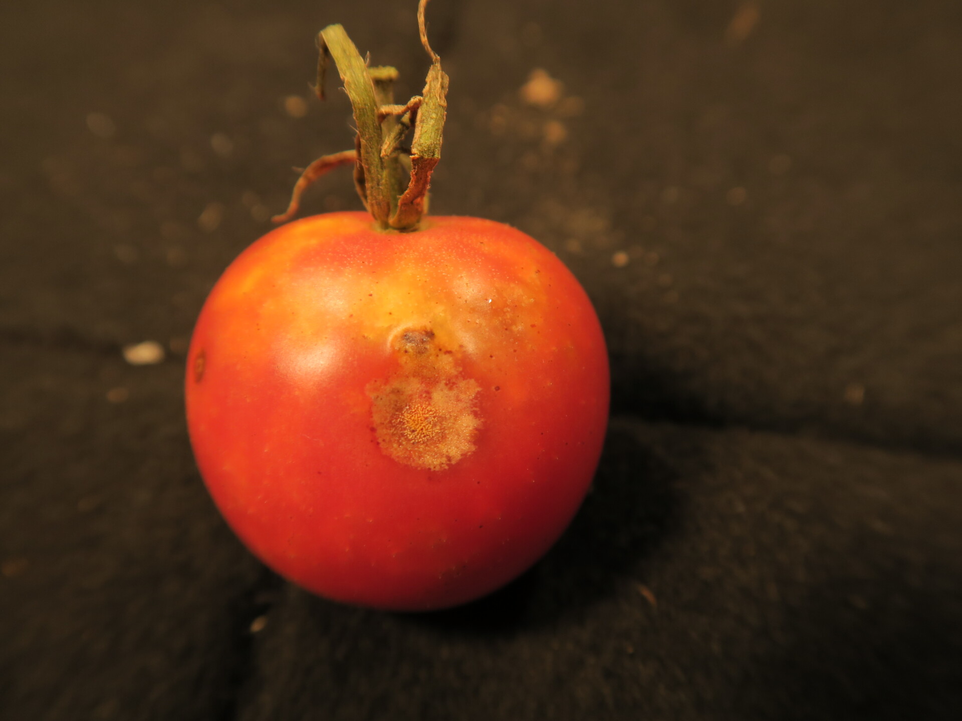 Figure 2. Anthracnose of tomato. Note sunken lesion and orange sporulation.