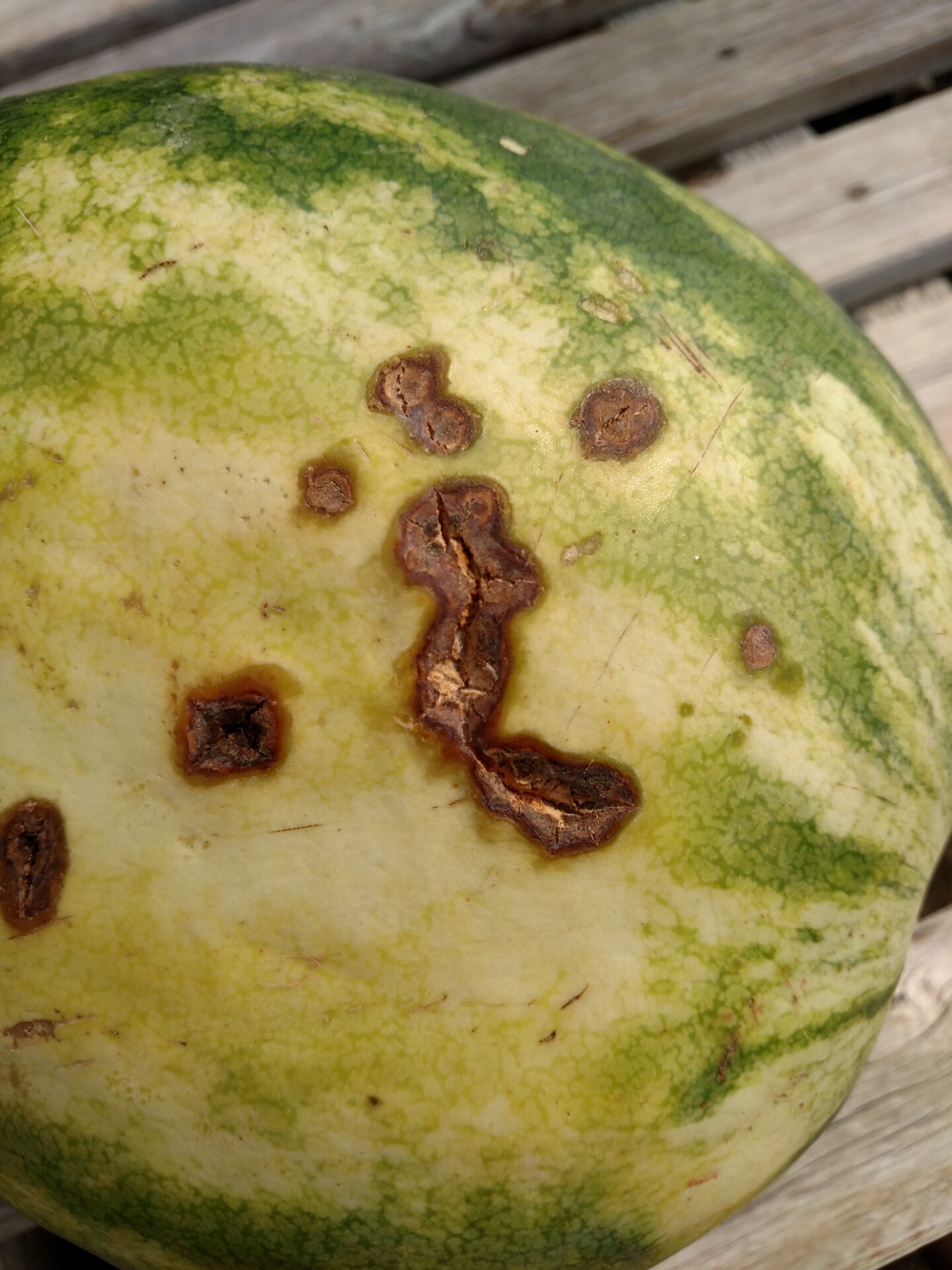 Figure 11. The anthracnose lesions on this watermelon fruit appear more as cracks than pit-like as in other photos.