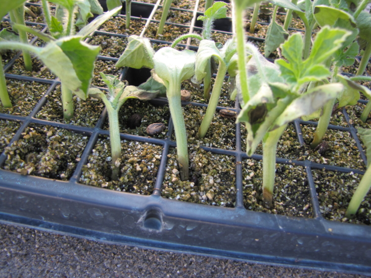Figure 2. Anthracnose lesions on the hypocotyl of these watermelon transplants has caused the plants to wilt.