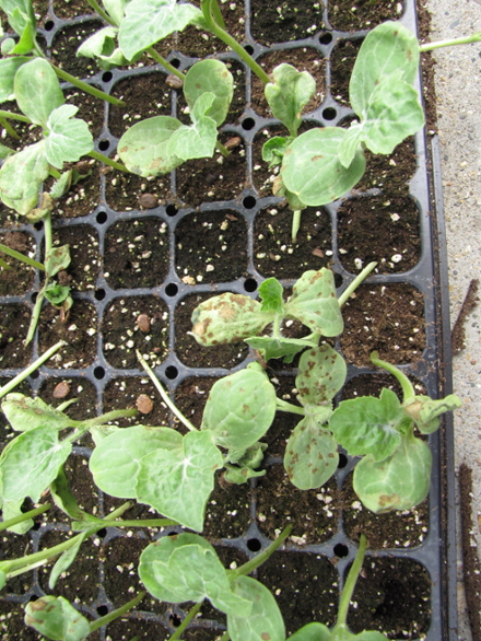 Figure 3. Anthracnose lesion on several watermelon transplants. 