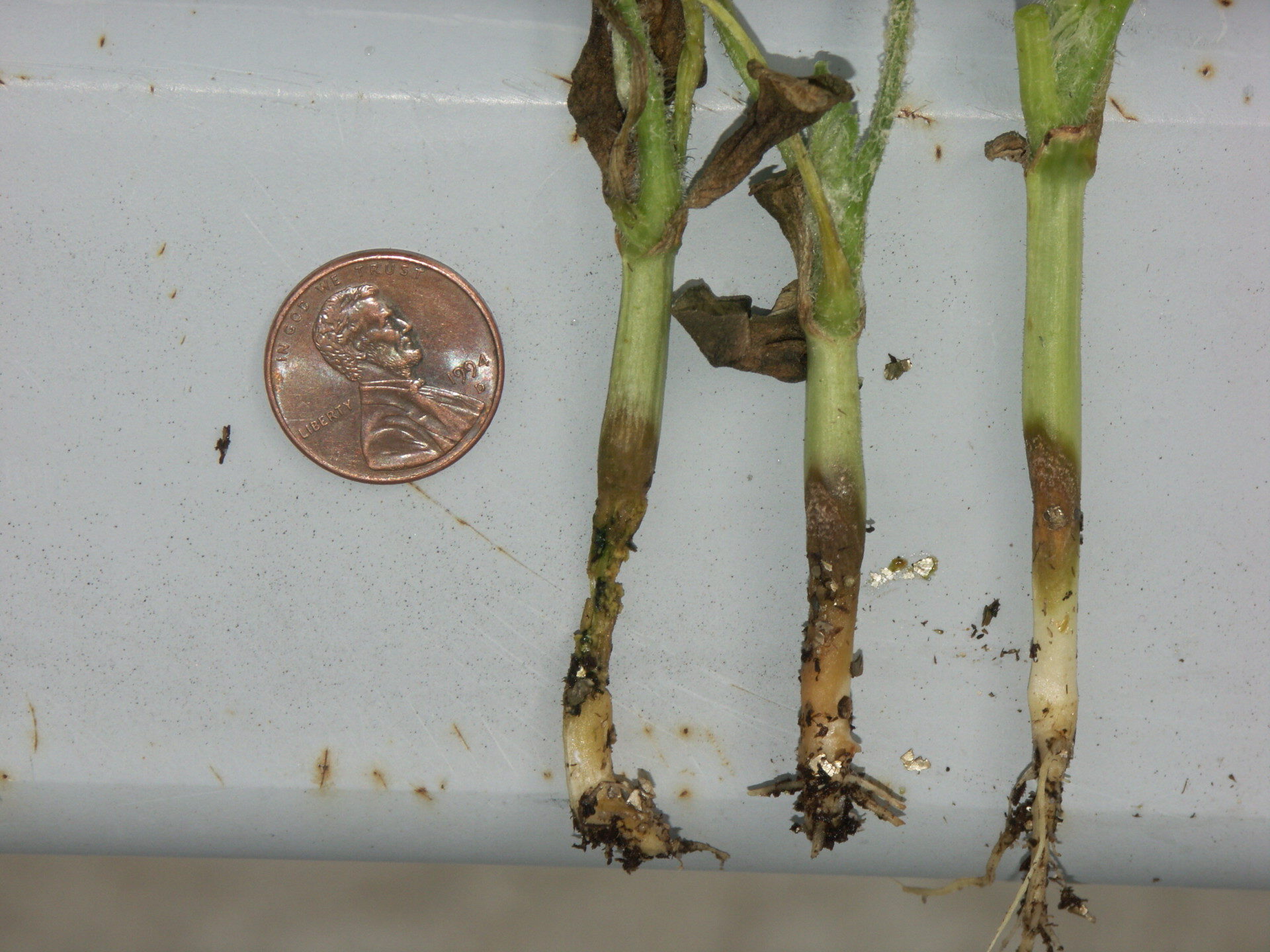 Figure 4. Anthracnose of watermelon occasionally causes lesions on the hypocotyl, between the cotyledon and the soil.