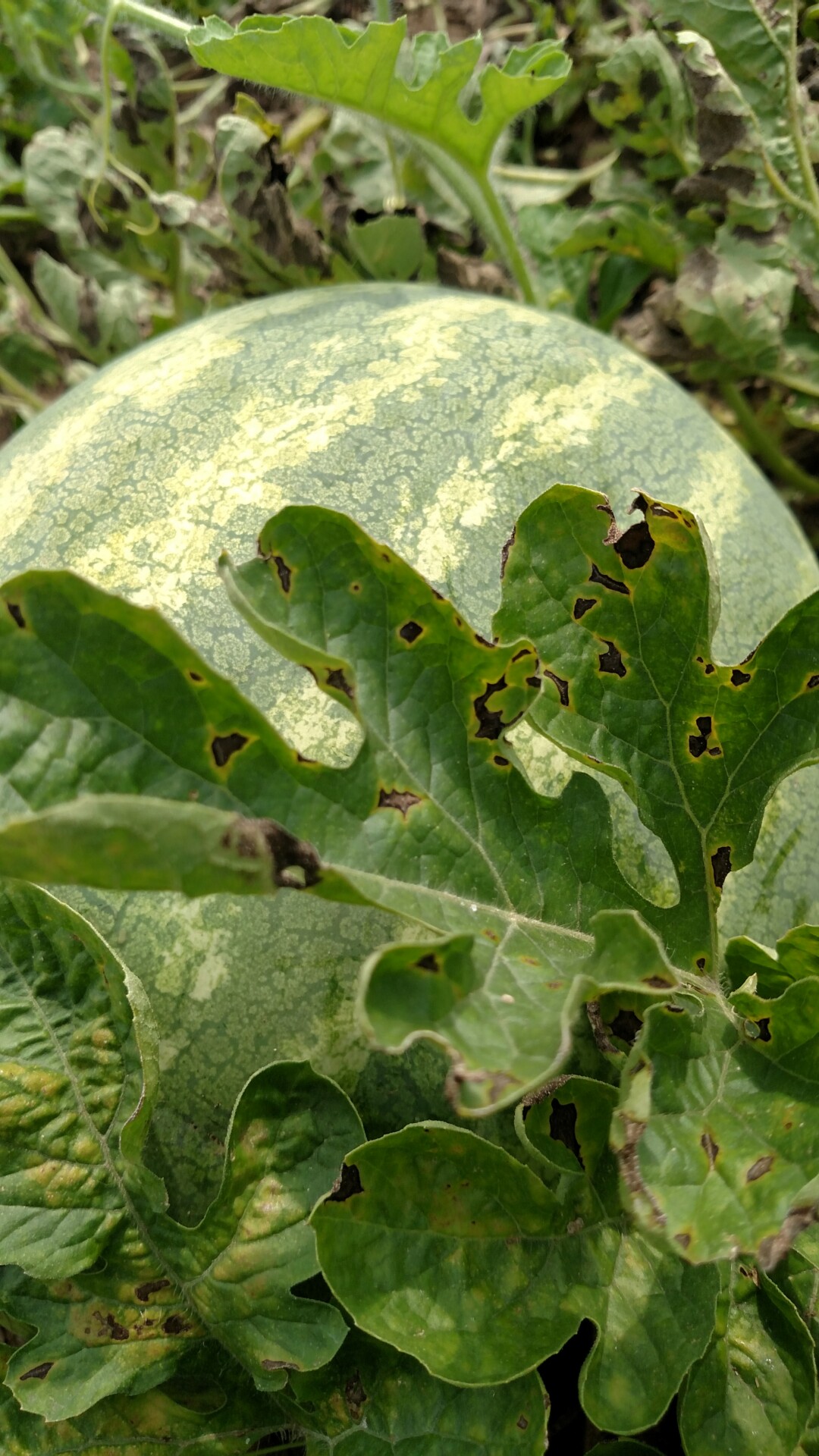Figure 6. Another photo of anthracnose of watermelon on a leaf. Note the yellow color on the margin of the lesions.