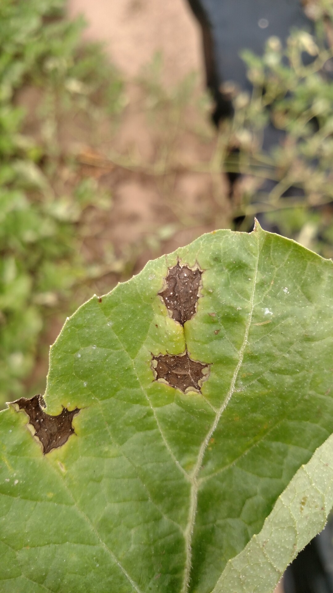 Figure 8. A close-up of a lesion of anthracnose on a watermelon leaf. Note the sharp, angular shape of the lesion.