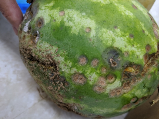 Figure 9. A watermelon fruit with pit-like lesions of anthracnose. Note the orange or salmon-like color of the lesions due to the color of the spores.