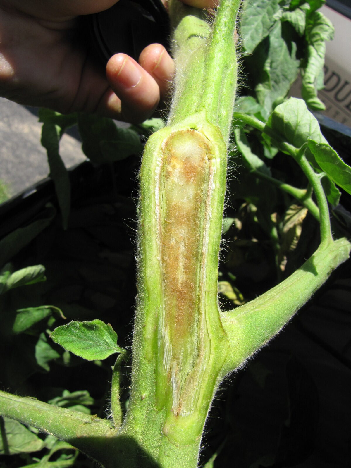 Figure 4. Vascular discoloration of tomato stem due to bacterial canker