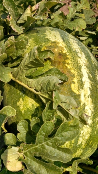 Figure 1. An irregular dark lesion can be observed on the top of this watermelon fruit caused by bacterial fruit blotch of watermelon.