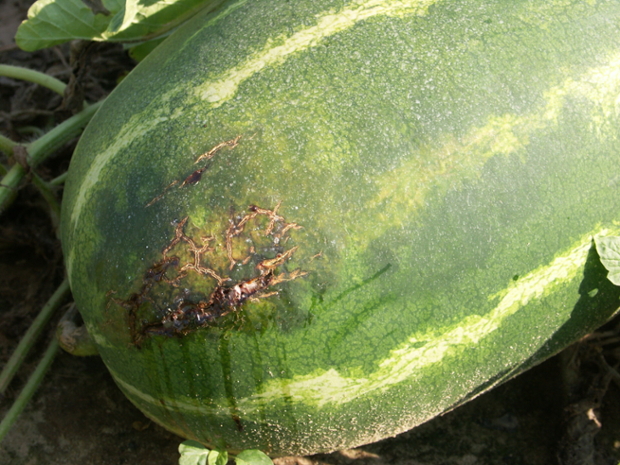 Figure 2. Watermelon is cracked probably due to secondary infection of a lesion of bacterial fruit blotch. Note leakage of fluids has dripped down side of fruit.