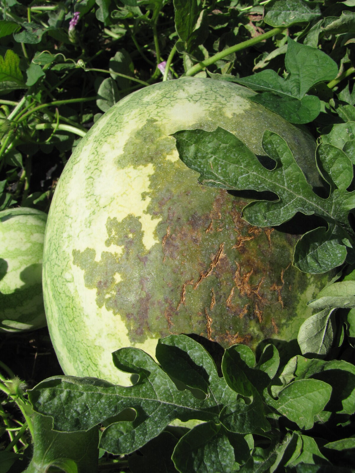Figure 3. A large, spreading lesion due to bacterial fruit blotch is seen on the top of this watermelon. Note cracking of lesion.