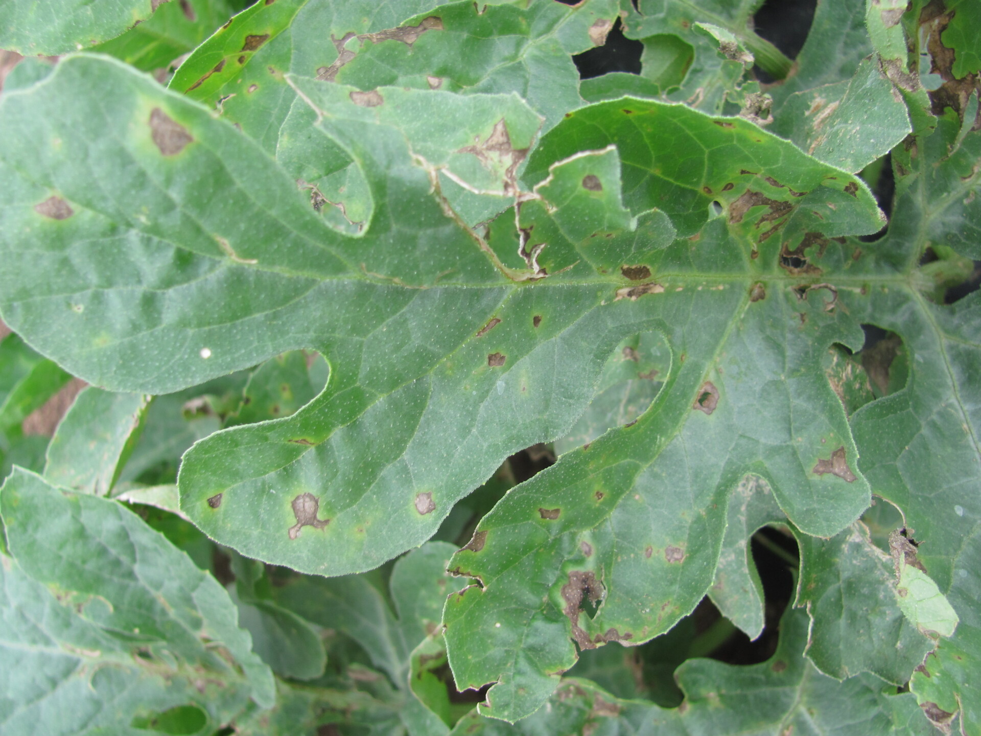 Figure 4. Leaf lesions of bacterial fruit blotch of watermelon may be irregular.