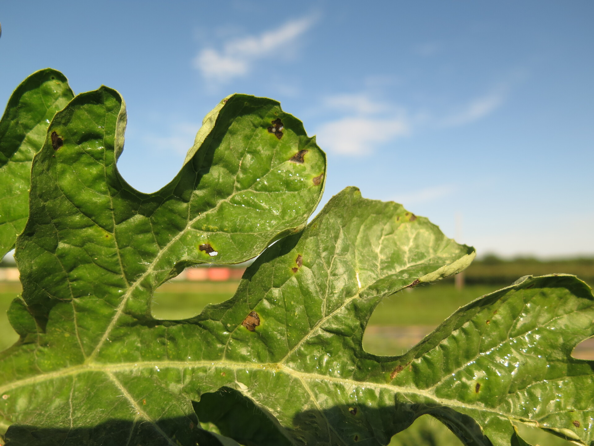 Figure 5. Leaf lesions of bacterial fruit blotch of watermelon can be irregular.