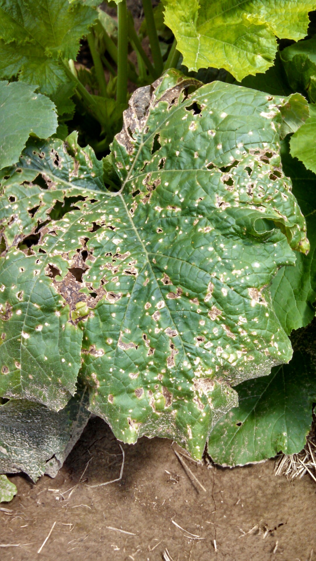 Figure 1. Lesions of bacterial leaf spot on a pumpkin leaf are often a light brown and maybe somewhat angular in shape.