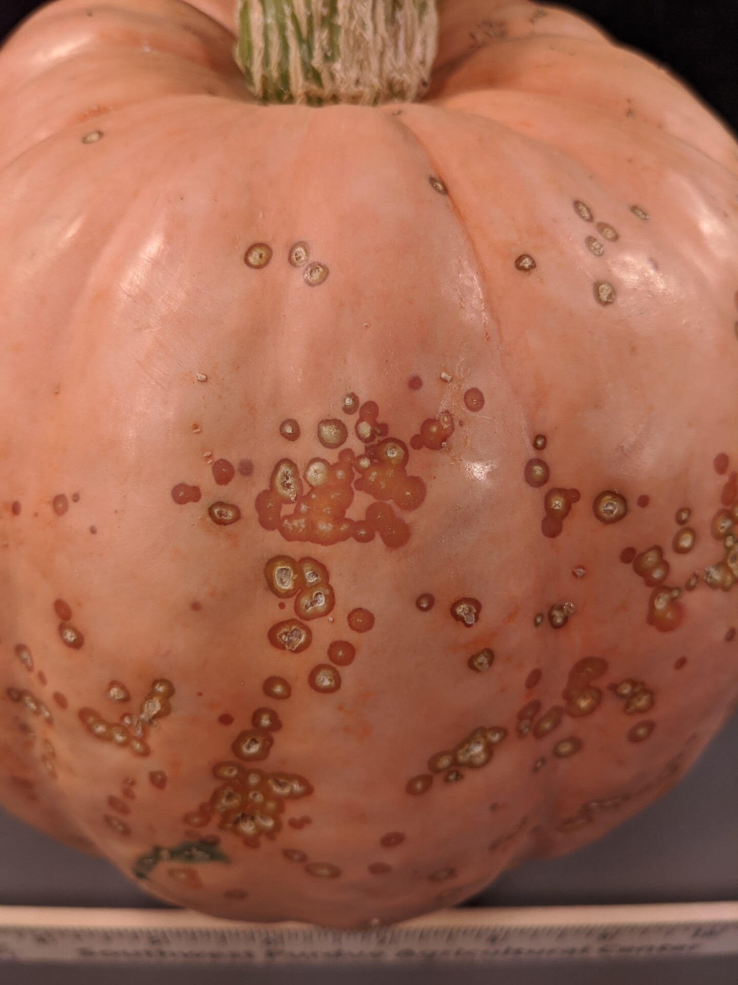 Figure 4. A  specialty pumpkin with lesions of bacterial leaf spot of pumpkin.