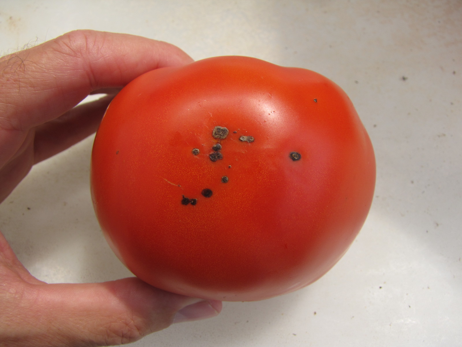 Figure 2. Bacterial speck of tomato fruit lesions. 