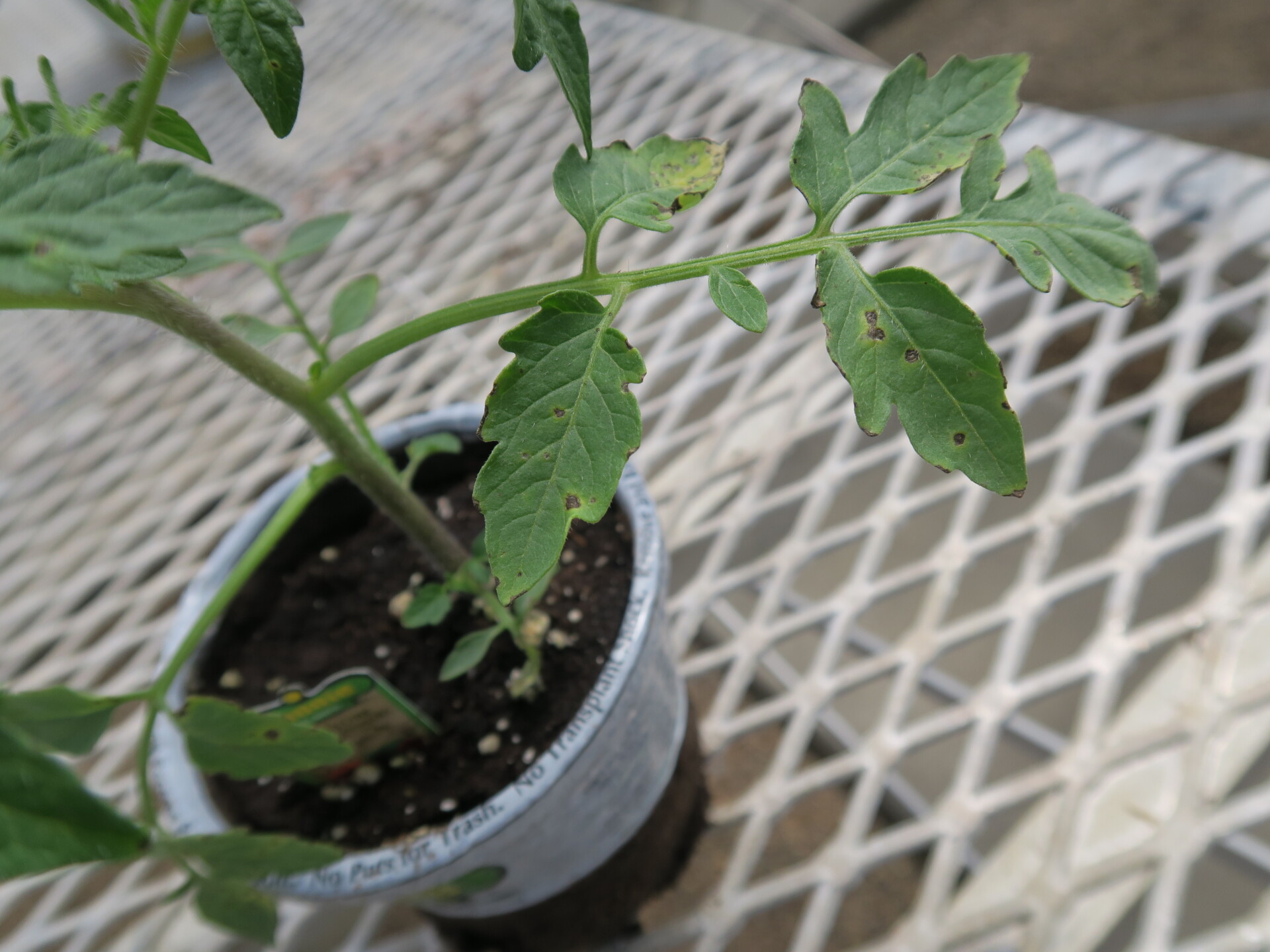 Figure 4. Leaf lesions of bacterial speck on a retail tomato transplant.