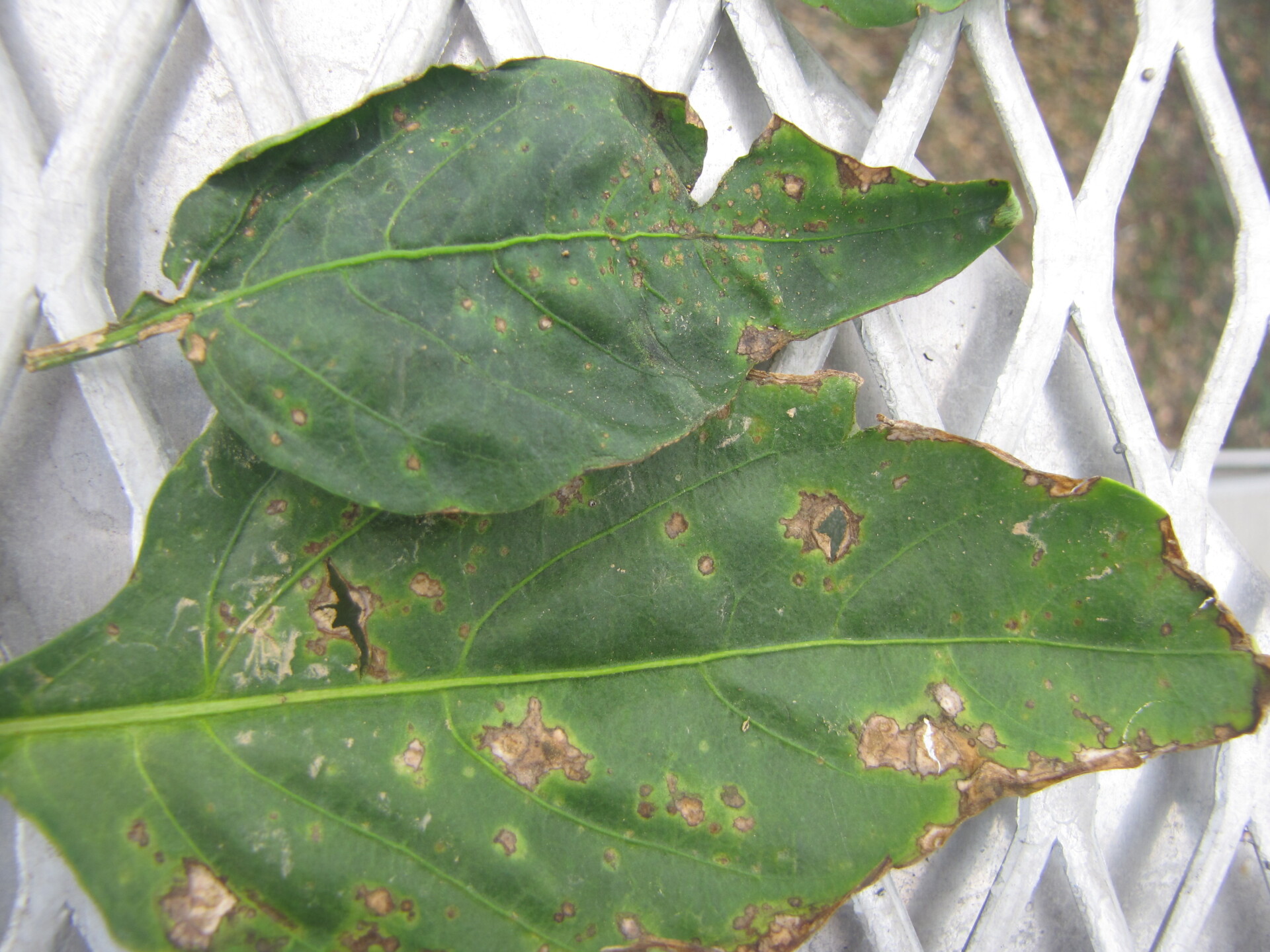 Figure 4. Bacterial spot of peppers.