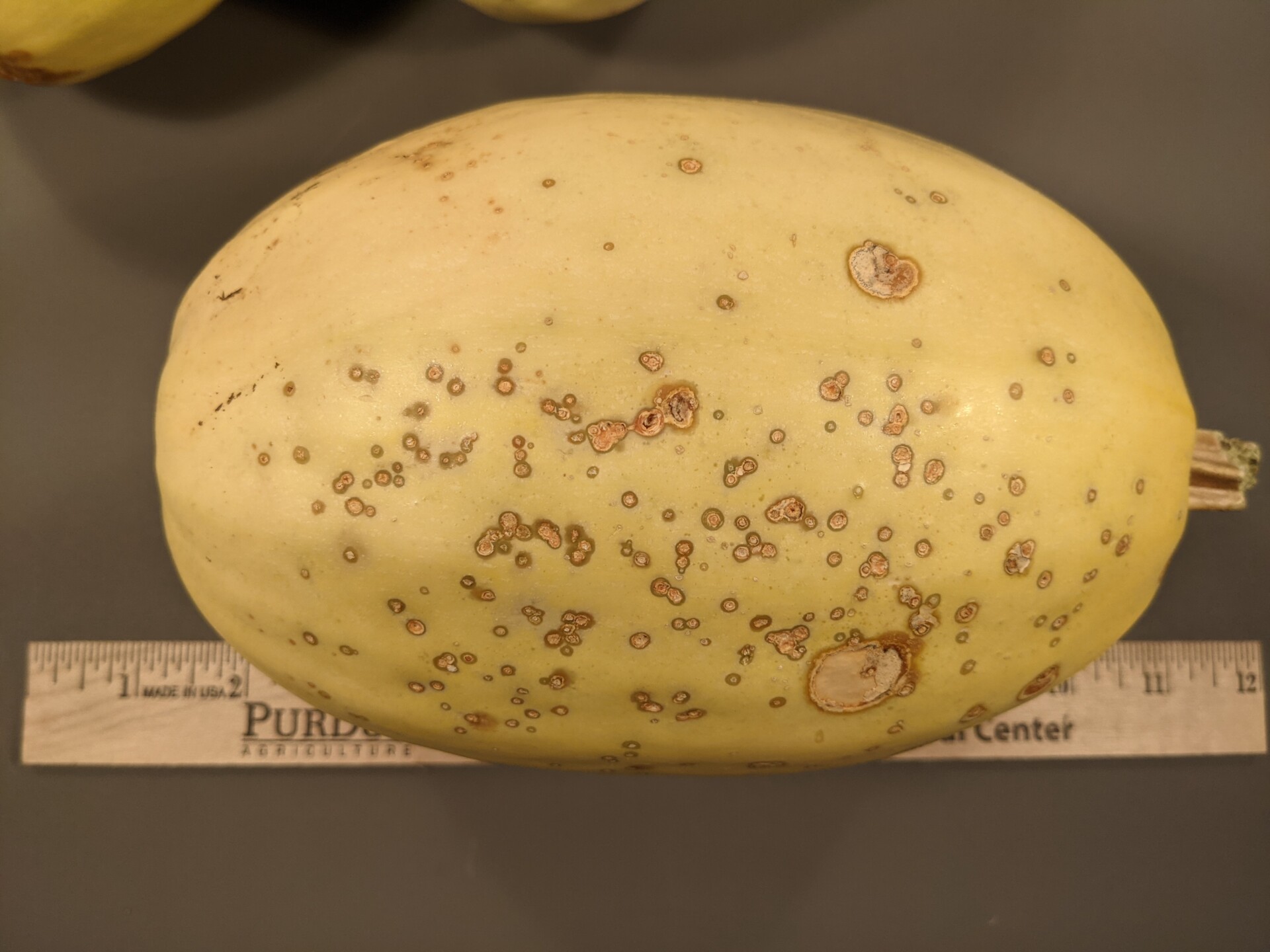Figure 1. Bacterial spot of squash. Note scabby, light brown lesions with water-soaked margins