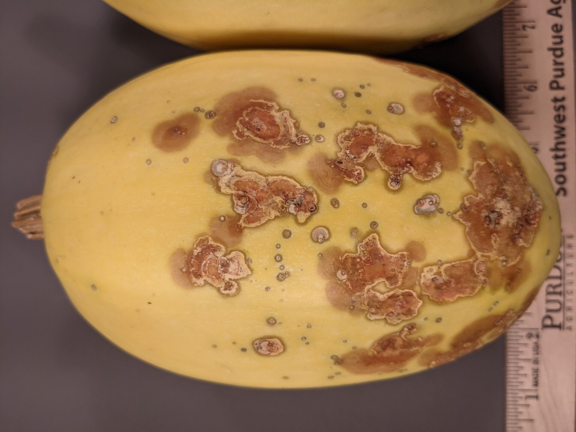 Figure 2. Bacterial spot and black rot of squash. Bacterial spot lesions are scabby and light brown lesions.