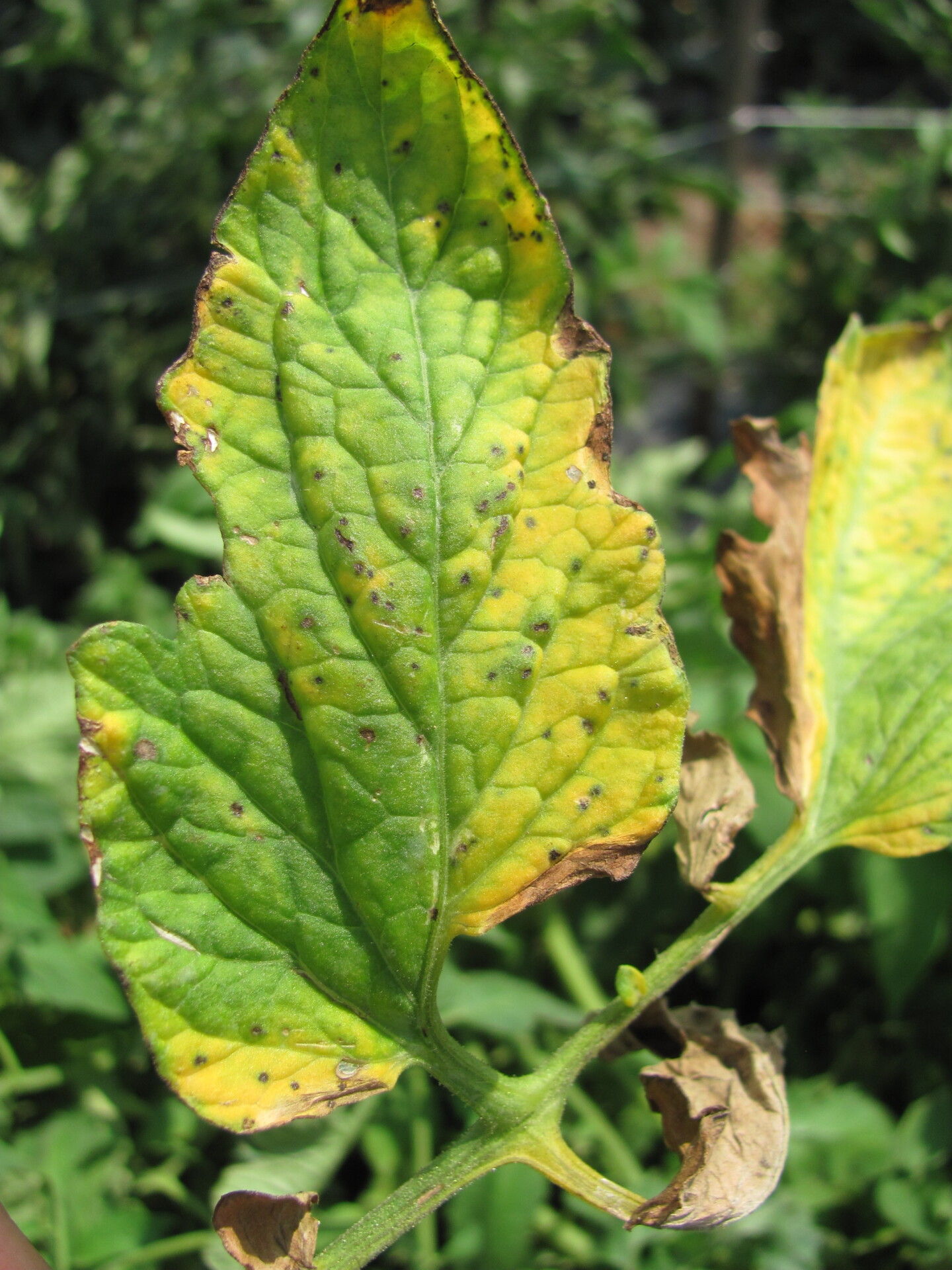 Figure 1. A tomato leaf with lesions of bacterial spot. 
